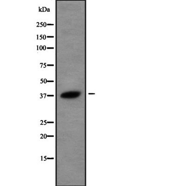 USP50 Antibody in Western Blot (WB)