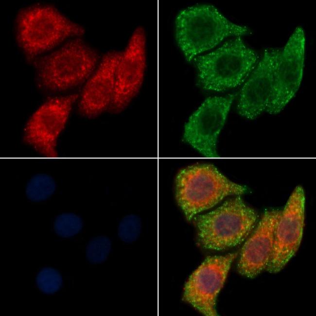 TMEM30A Antibody in Immunocytochemistry (ICC/IF)