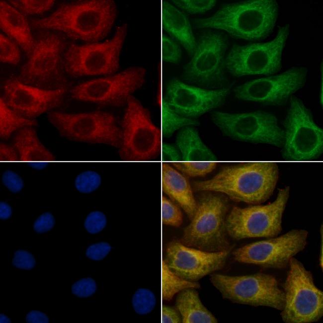 IGFL4 Antibody in Immunocytochemistry (ICC/IF)