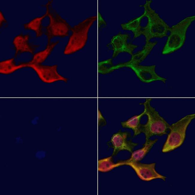 TXK Antibody in Immunocytochemistry (ICC/IF)