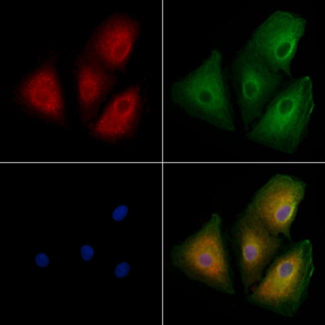 OR10H5 Antibody in Immunocytochemistry (ICC/IF)