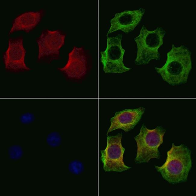 OR1K1 Antibody in Immunocytochemistry (ICC/IF)