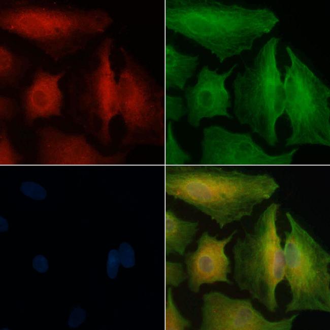 OR1M1 Antibody in Immunocytochemistry (ICC/IF)