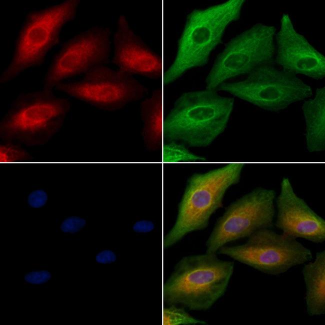 OR5T1 Antibody in Immunocytochemistry (ICC/IF)