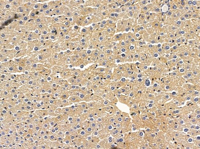 TAS2R60 Antibody in Immunohistochemistry (Paraffin) (IHC (P))