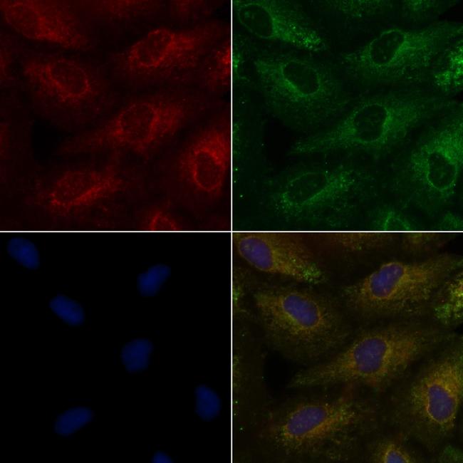 TAS2R9 Antibody in Immunocytochemistry (ICC/IF)