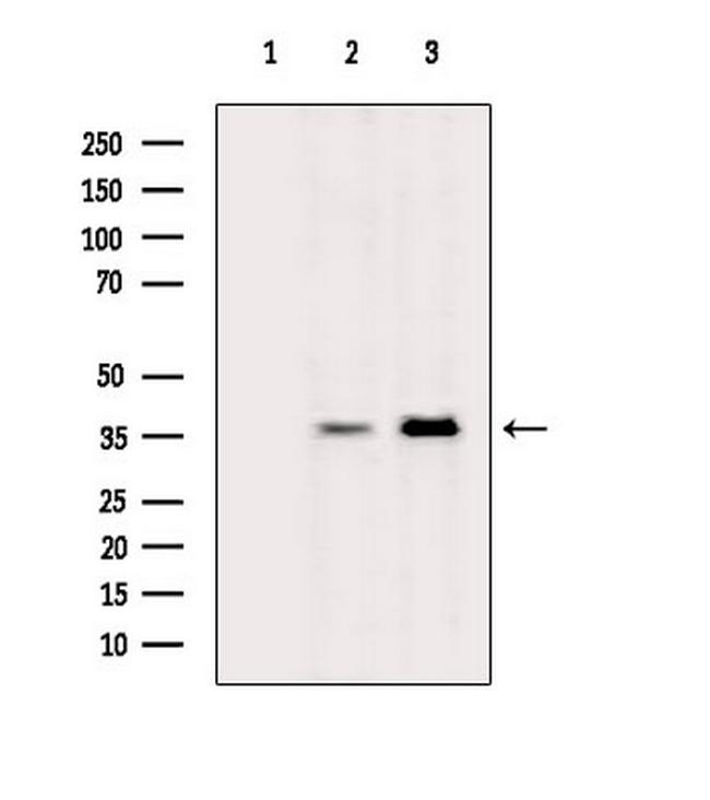 OR13A1 Antibody in Western Blot (WB)