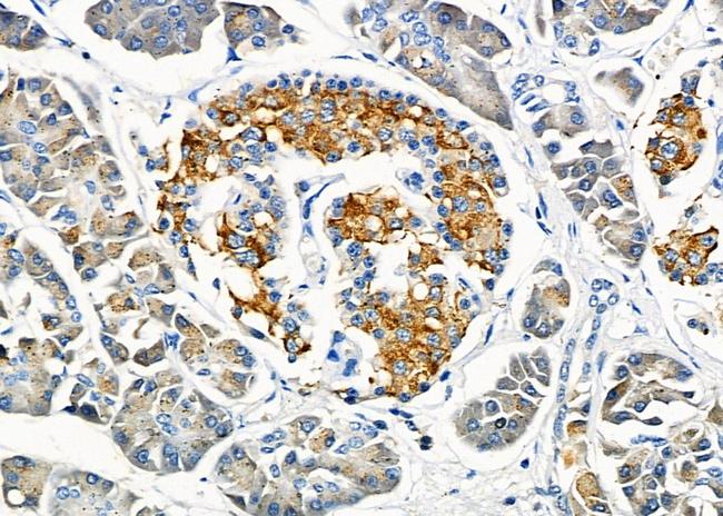 Klotho Antibody in Immunohistochemistry (Paraffin) (IHC (P))