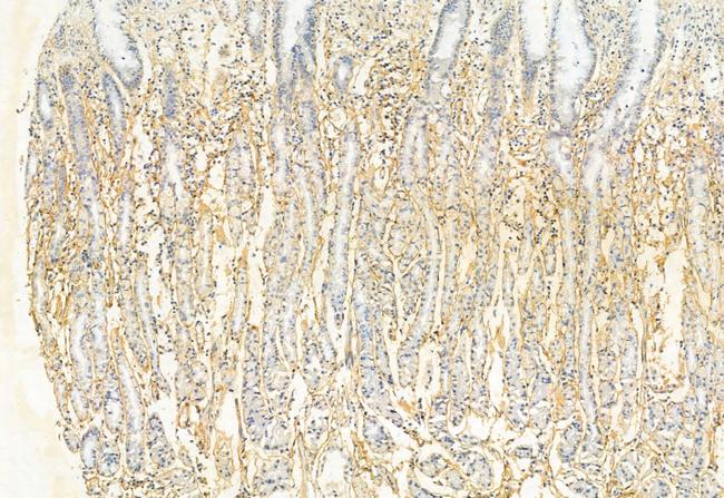 STOML2 Antibody in Immunohistochemistry (Paraffin) (IHC (P))