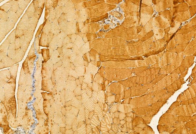 FXYD1 Antibody in Immunohistochemistry (Paraffin) (IHC (P))