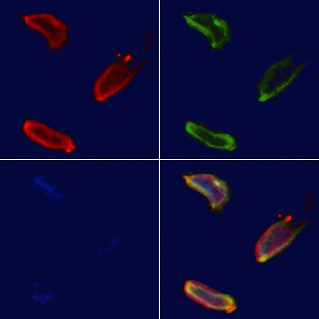 ERAL1 Antibody in Immunocytochemistry (ICC/IF)