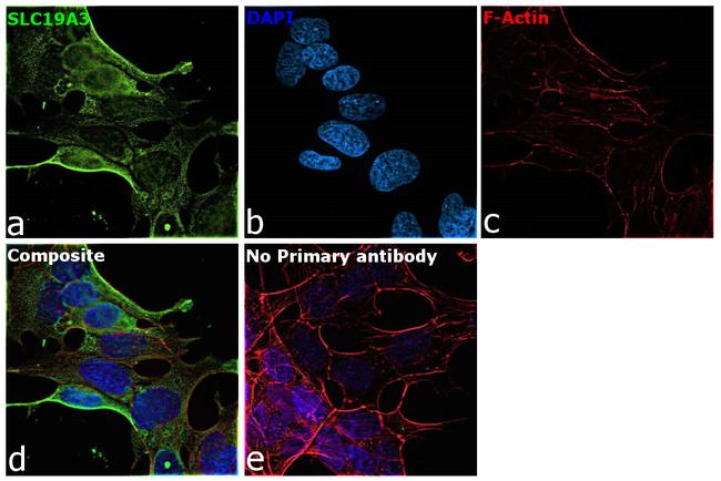 SLC19A3 Antibody in Immunocytochemistry (ICC/IF)