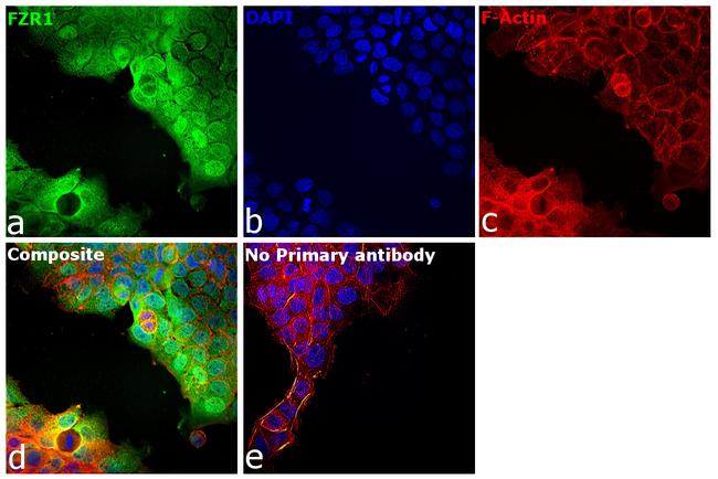 FZR1 Antibody in Immunocytochemistry (ICC/IF)