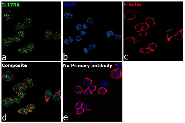 IL17RA Antibody in Immunocytochemistry (ICC/IF)