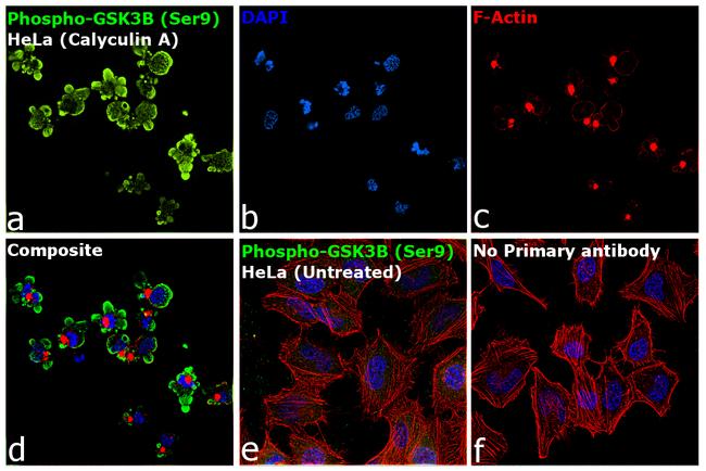 Phospho-GSK3B (Ser9) Antibody in Immunocytochemistry (ICC/IF)