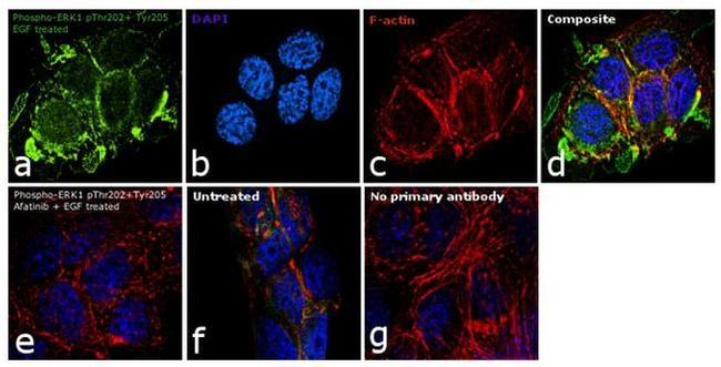 Phospho-ERK1 (Thr202, Tyr205) Antibody in Immunocytochemistry (ICC/IF)