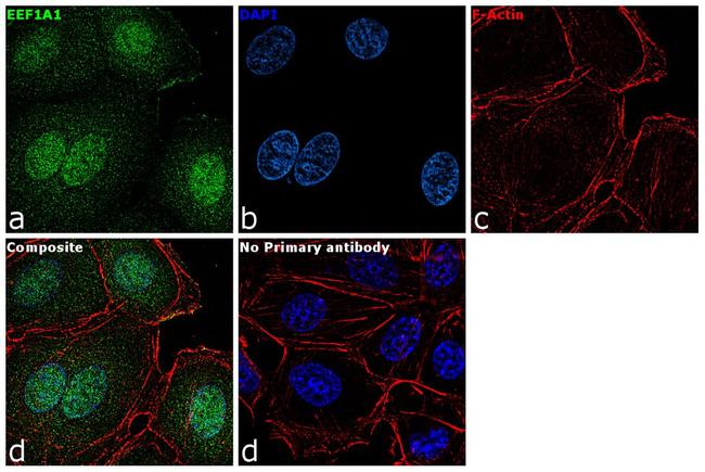 EEF1A1 Antibody in Immunocytochemistry (ICC/IF)