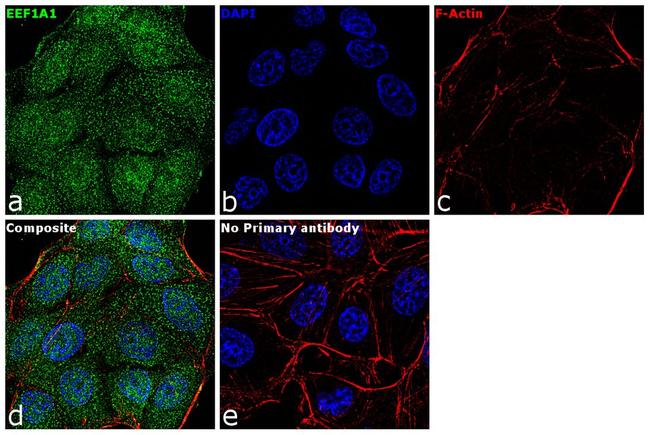 EEF1A1 Antibody in Immunocytochemistry (ICC/IF)