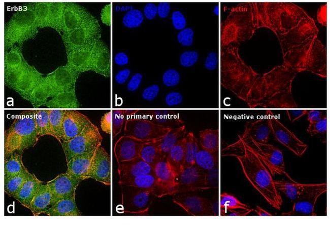 ErbB3 Antibody in Immunocytochemistry (ICC/IF)