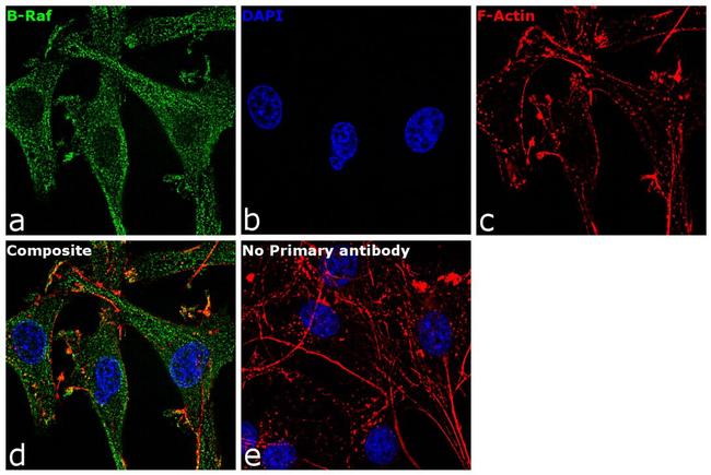 B-Raf Antibody in Immunocytochemistry (ICC/IF)