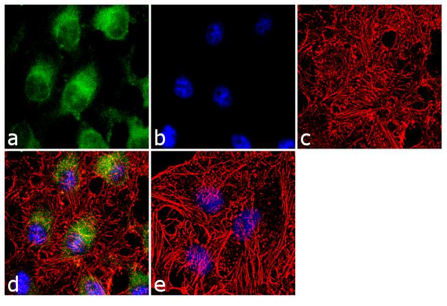 eNOS Antibody in Immunocytochemistry (ICC/IF)