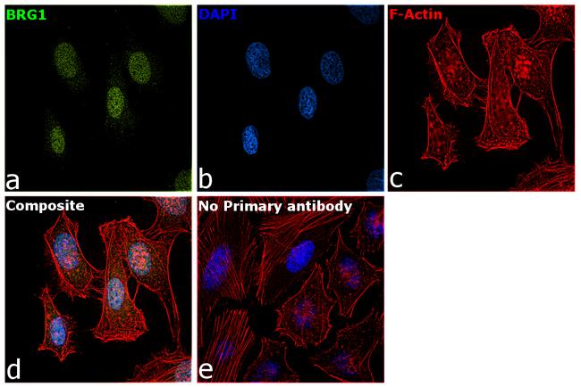 BRG1 Antibody in Immunocytochemistry (ICC/IF)