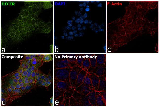 Dicer Antibody in Immunocytochemistry (ICC/IF)