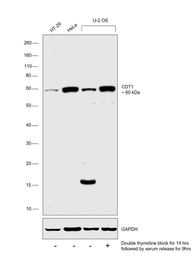 CDT1 Antibody in Western Blot (WB)