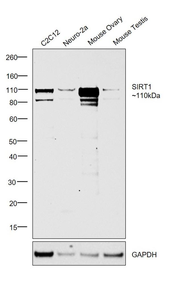 SIRT1 Antibody in Western Blot (WB)