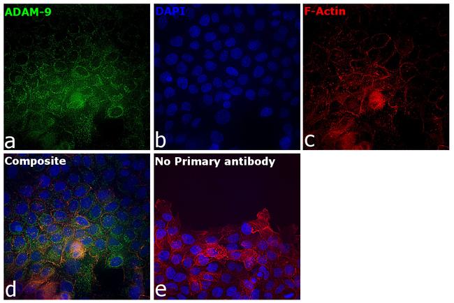 ADAM9 Antibody in Immunocytochemistry (ICC/IF)