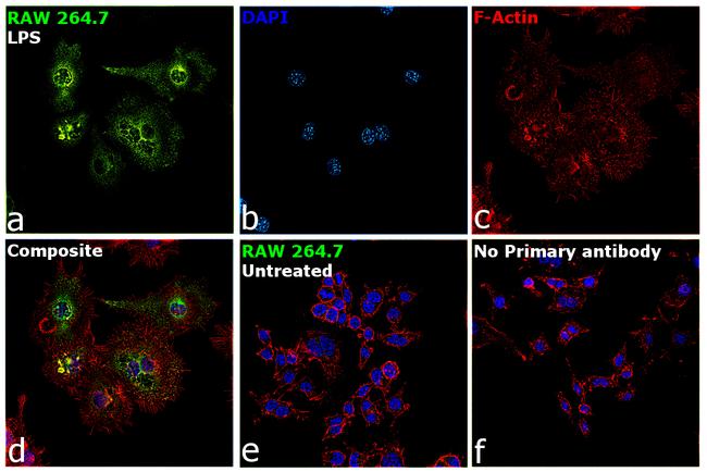 iNOS Antibody in Immunocytochemistry (ICC/IF)