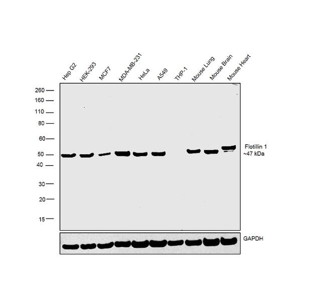 Flotillin 1 Antibody in Western Blot (WB)