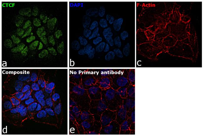 CTCF Antibody in Immunocytochemistry (ICC/IF)