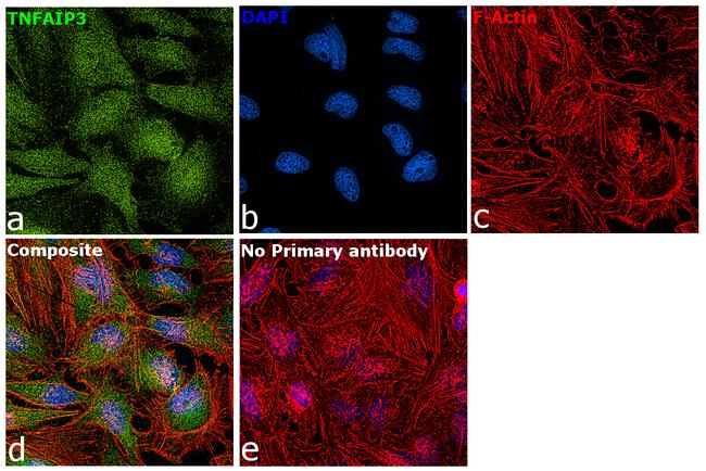 TNFAIP3 Antibody in Immunocytochemistry (ICC/IF)