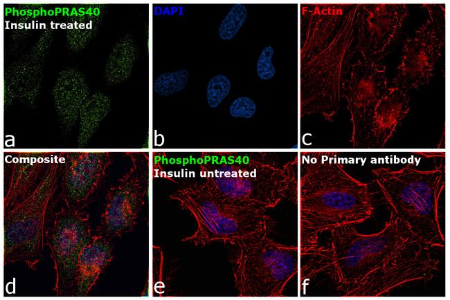 Phospho-PRAS40 (Thr246) Antibody in Immunocytochemistry (ICC/IF)