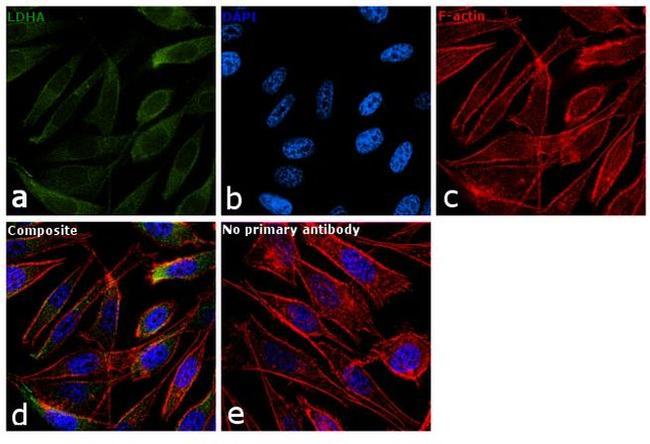 LDHA Antibody in Immunocytochemistry (ICC/IF)