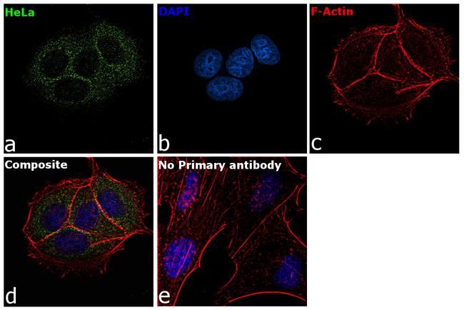 PRAS40 Antibody in Immunocytochemistry (ICC/IF)