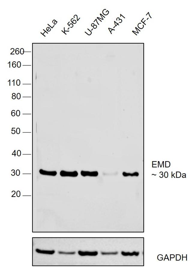 Emerin Antibody in Western Blot (WB)