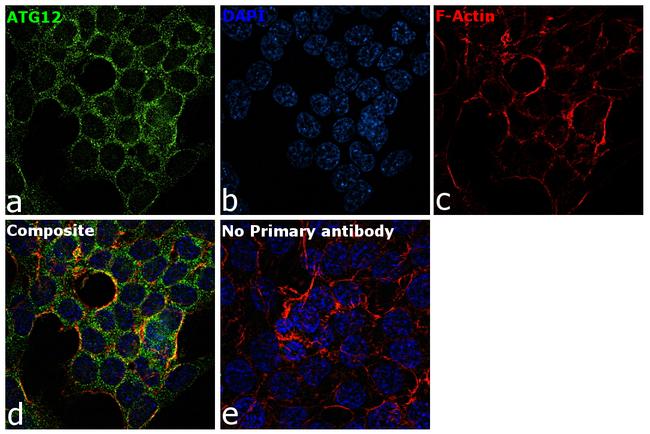 ATG12 Antibody in Immunocytochemistry (ICC/IF)