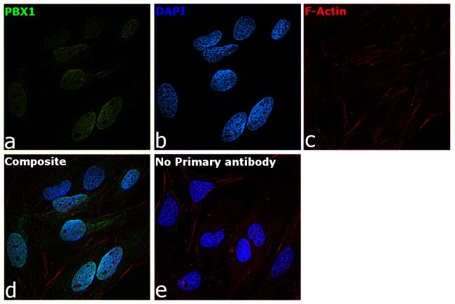 PBX1 Antibody in Immunocytochemistry (ICC/IF)