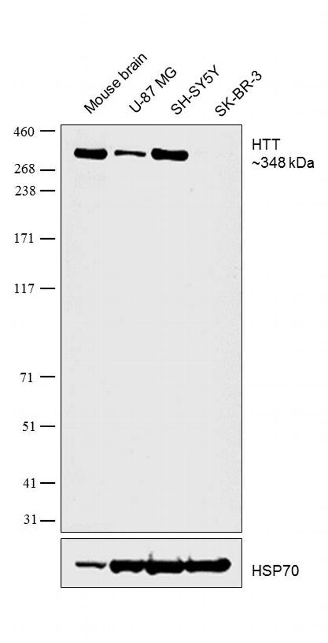 Huntingtin Antibody in Western Blot (WB)