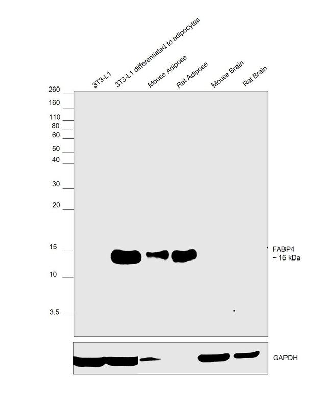 FABP4 Antibody in Western Blot (WB)