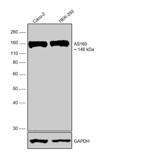 AS160 Antibody in Western Blot (WB)