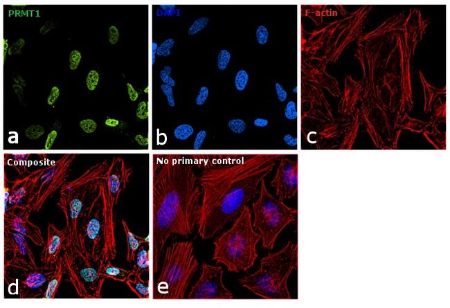 PRMT1 Antibody in Immunocytochemistry (ICC/IF)