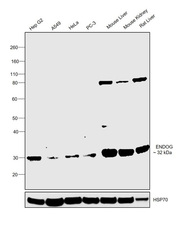 ENDOG Antibody in Western Blot (WB)