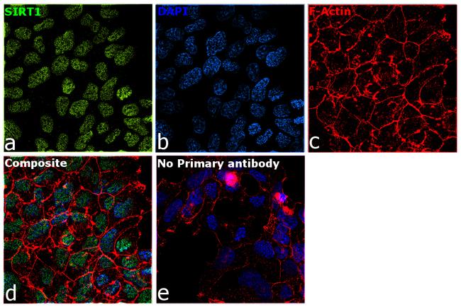 SIRT1 Antibody in Immunocytochemistry (ICC/IF)