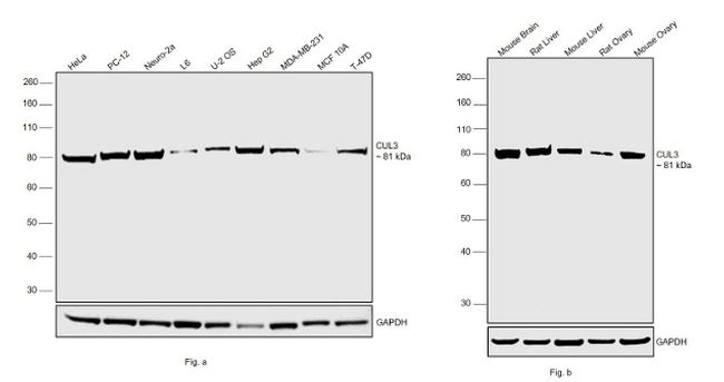 Cullin 3 Antibody in Western Blot (WB)