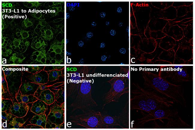 SCD Antibody in Immunocytochemistry (ICC/IF)