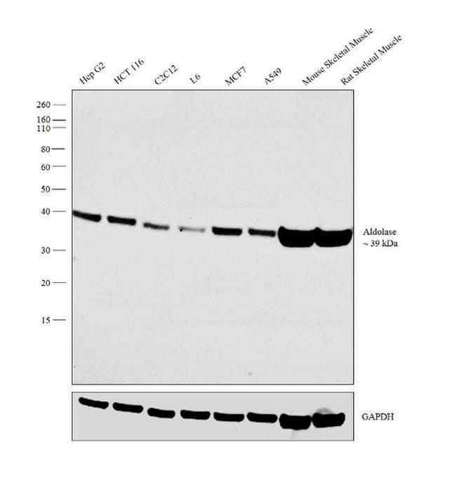 Aldolase A Antibody in Western Blot (WB)