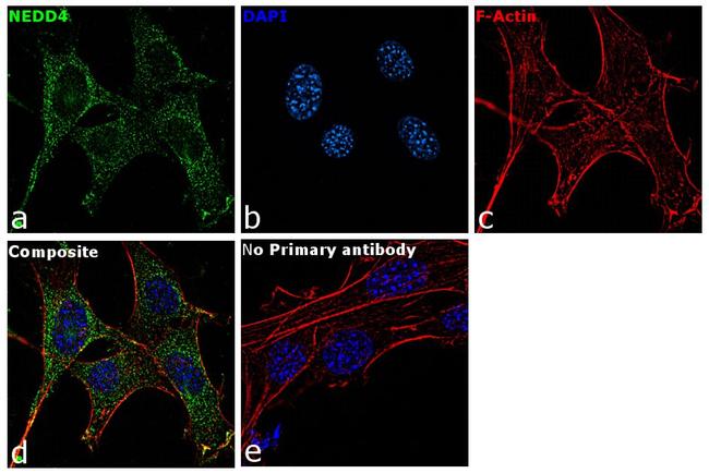 NEDD4 Antibody in Immunocytochemistry (ICC/IF)